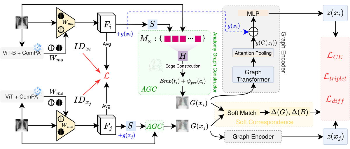 Anatomical graph construction, graph encoding and soft correspondence connect image representations to difference alignment.